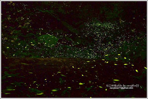 嘉義大學社口林場螢火蟲之舞