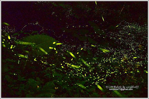 嘉義大學社口林場螢火蟲之舞