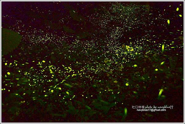 嘉義大學社口林場螢火蟲之舞