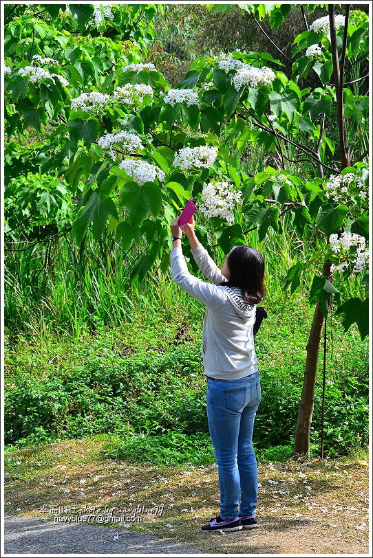 幸福山丘桐花開04.JPG