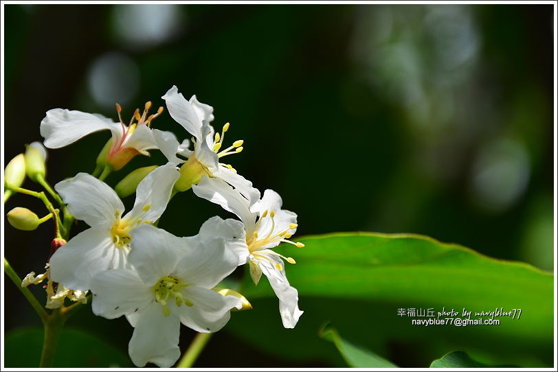 幸福山丘桐花開21.JPG