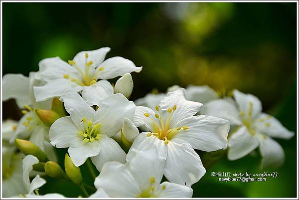 幸福山丘桐花開30.JPG
