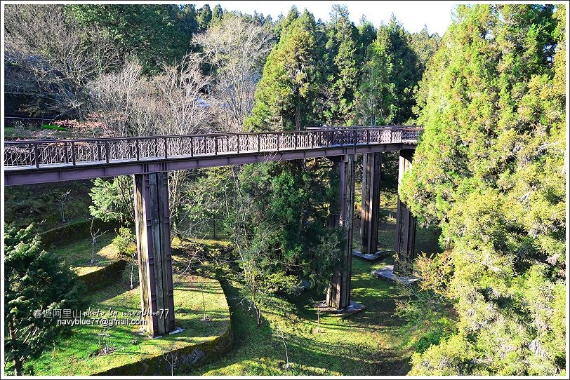 阿里山攝手旅行36.JPG