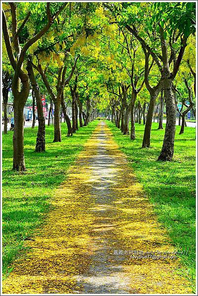 嘉義市阿勃勒 (3).JPG