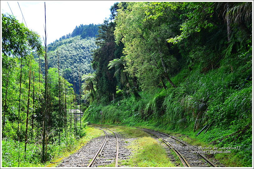 阿里山十字路-得恩亞納步道O形