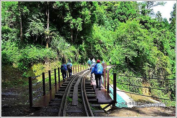 阿里山十字路-得恩亞納步道O形