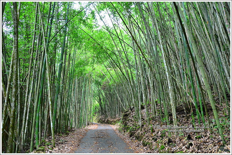 阿里山十字路-得恩亞納步道O形