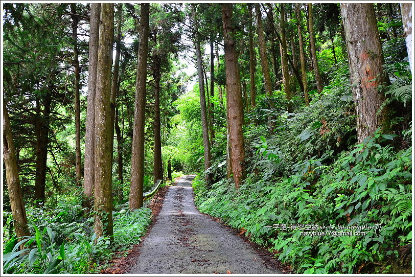 阿里山十字路-得恩亞納步道O形