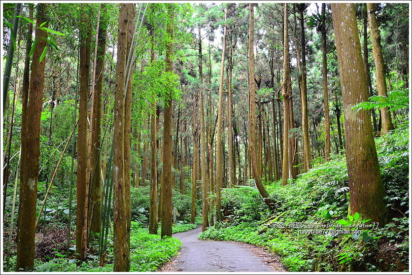 阿里山十字路-得恩亞納步道O形