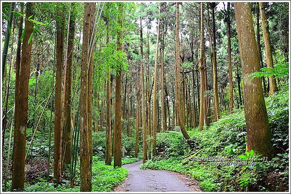 阿里山十字路-得恩亞納步道O形