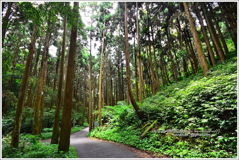 阿里山十字路-得恩亞納步道O形