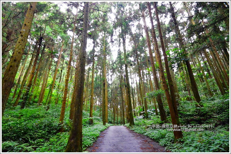 阿里山十字路-得恩亞納步道O形