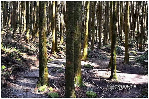 二萬坪黑森林步道
