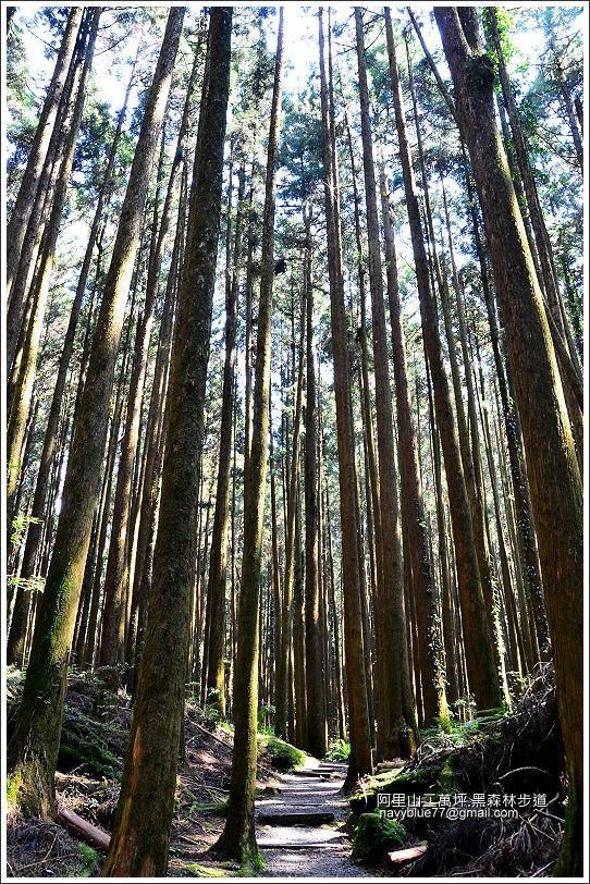 二萬坪黑森林步道