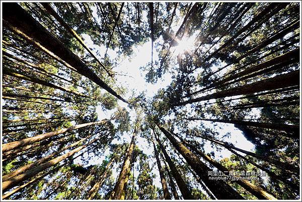 二萬坪黑森林步道