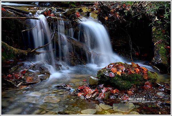 中橫碧綠溪賞楓
