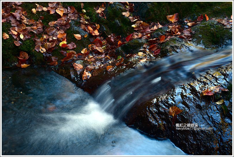 碧綠溪賞楓(下游) 碧綠溪賞楓(下游)