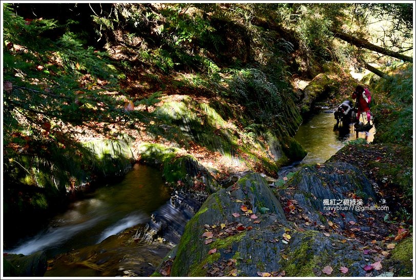 碧綠溪賞楓(下游) 碧綠溪賞楓(下游)
