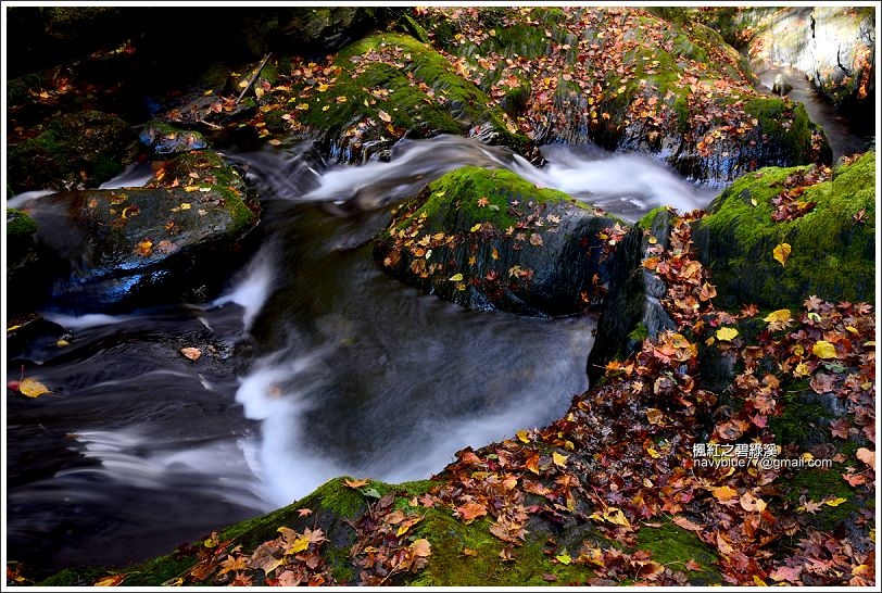 碧綠溪賞楓(下游) 碧綠溪賞楓(下游)