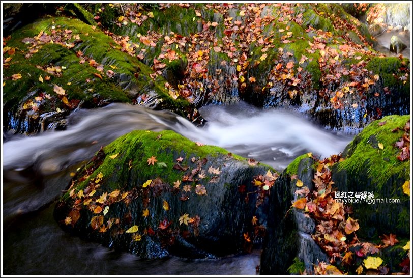 碧綠溪賞楓(下游) 碧綠溪賞楓(下游)