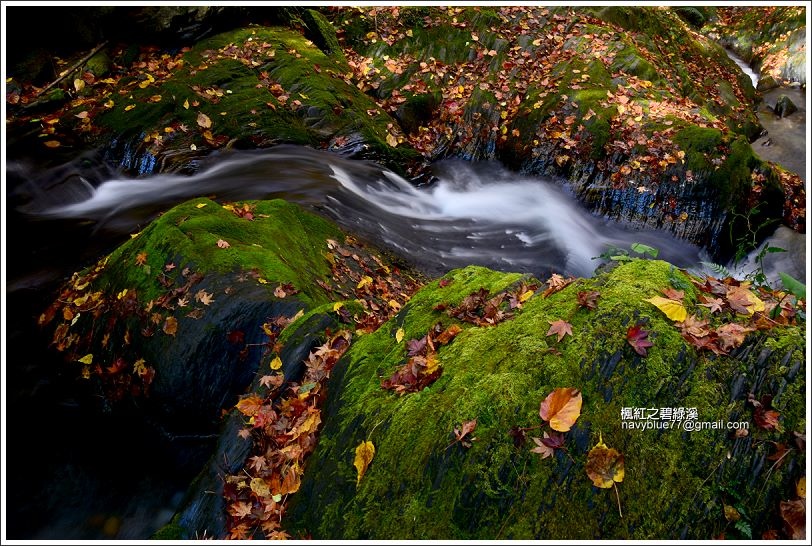 碧綠溪賞楓(下游) 碧綠溪賞楓(下游)