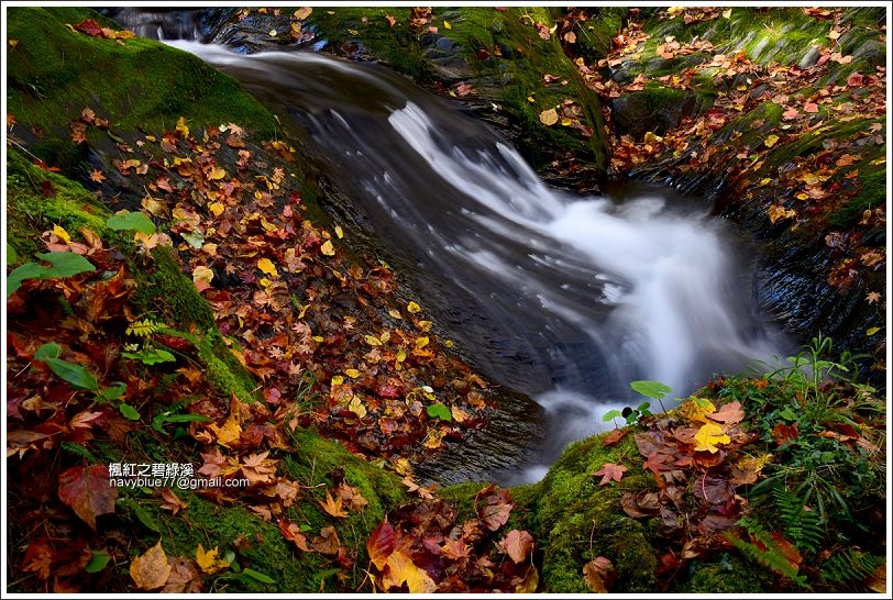 碧綠溪賞楓(下游) 碧綠溪賞楓(下游)