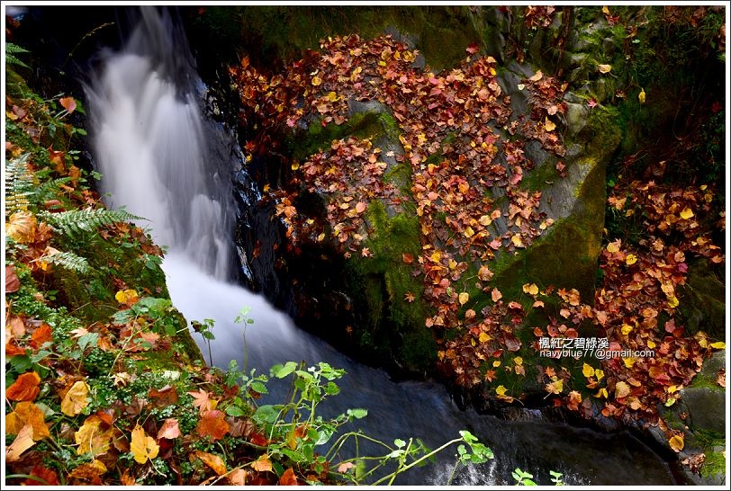 碧綠溪賞楓(下游) 碧綠溪賞楓(下游)