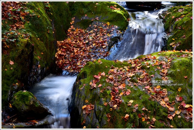 碧綠溪賞楓(下游) 碧綠溪賞楓(下游)