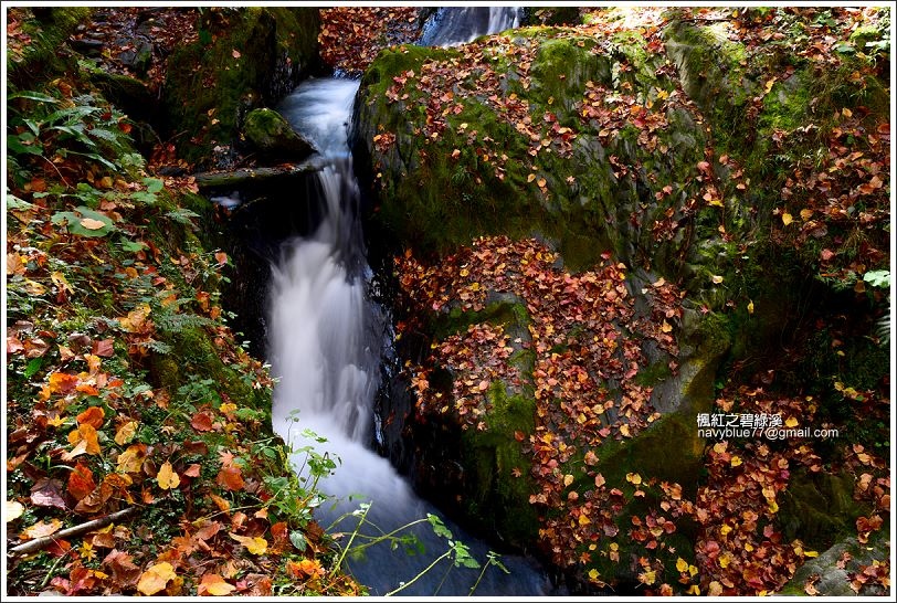 碧綠溪賞楓(下游) 碧綠溪賞楓(下游)