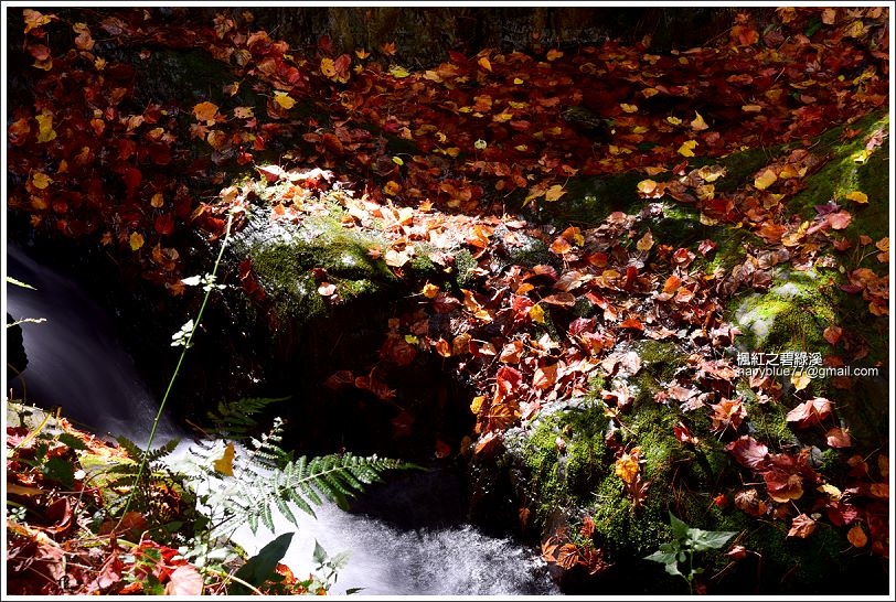 碧綠溪賞楓(下游) 碧綠溪賞楓(下游)