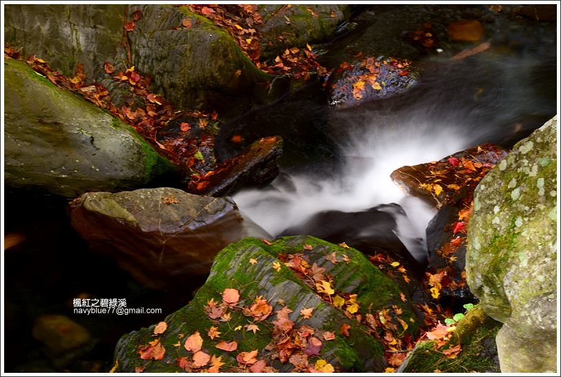 碧綠溪賞楓(下游) 碧綠溪賞楓(下游)