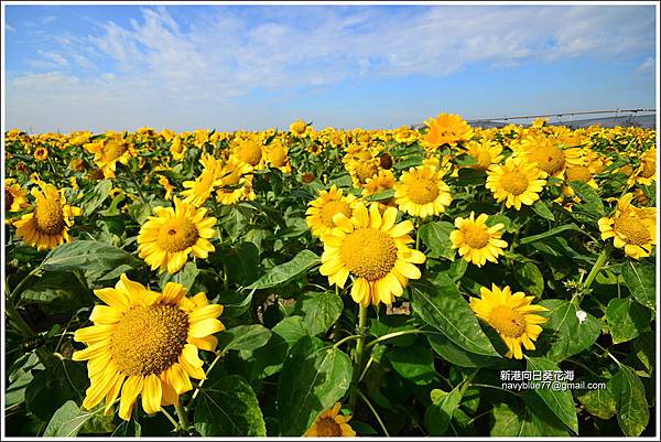 新港向日葵花海