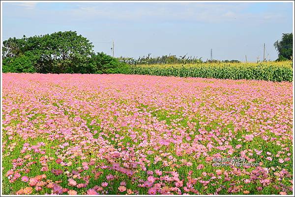 新港波斯菊花海