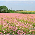 新港波斯菊花海