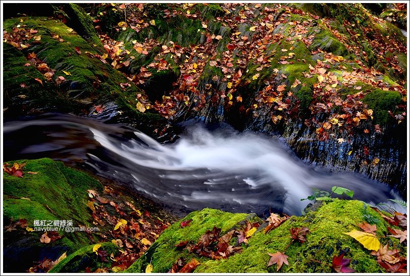 碧綠溪賞楓下游19A.JPG 碧綠溪賞楓下游19A.JPG