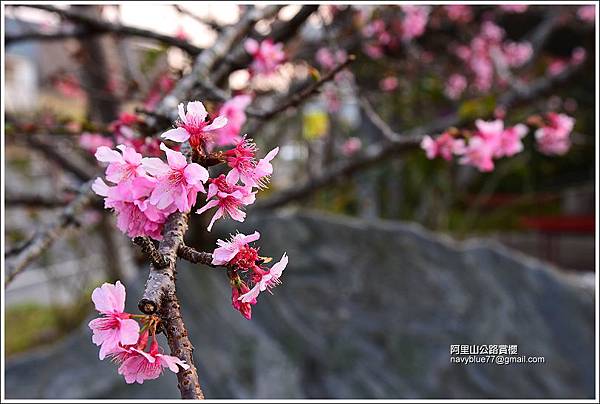 阿里山公路賞櫻 (1).JPG
