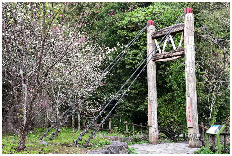 阿里山公路賞櫻 (2).JPG