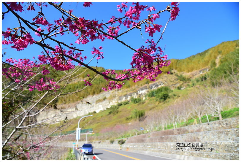 é¿éå±±å¬è·¯è³æ«» (10).JPG