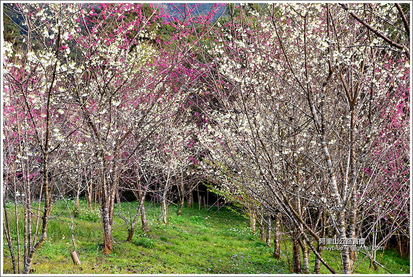 é¿éå±±å¬è·¯è³æ«» (11A).JPG