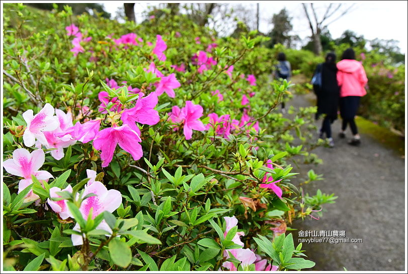 金針山青山農場 (16).JPG