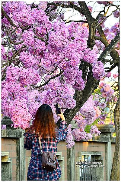 嘉義特教學校風鈴花