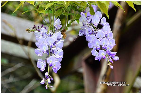 阿里山公路賞櫻 (4).JPG