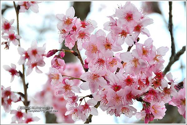 阿里山公路賞櫻 (14).JPG