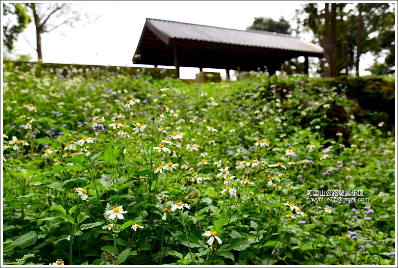 阿里山公路龍美步道桐花開 (12).JPG