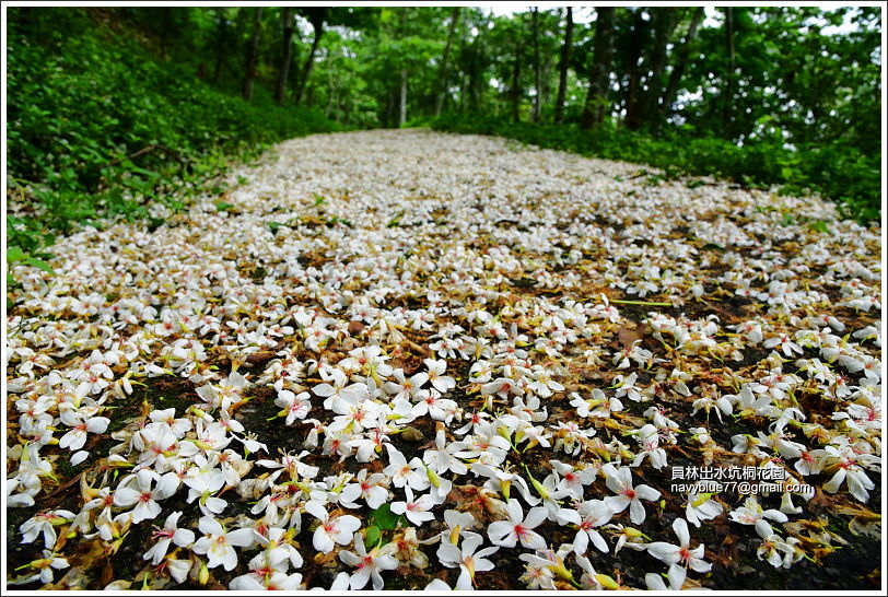 員林出水坑桐花園 (23).JPG