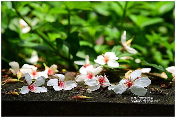 員林出水坑桐花園 (26).JPG