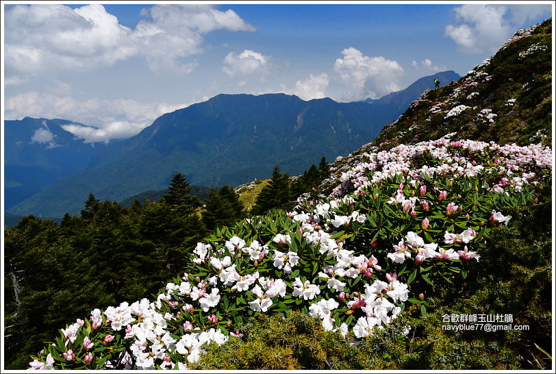 合歡群峰玉山杜鵑 (2).JPG