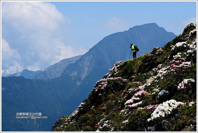 合歡群峰玉山杜鵑 (4).JPG