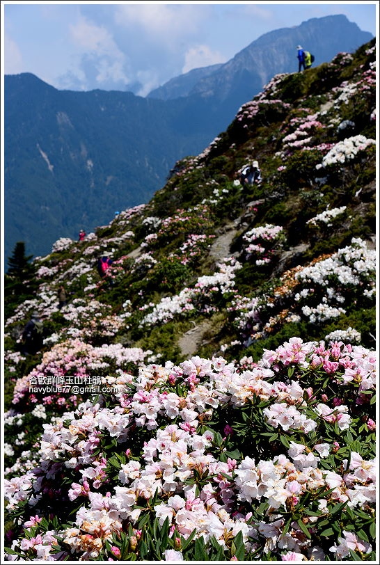 合歡群峰玉山杜鵑 (5).JPG