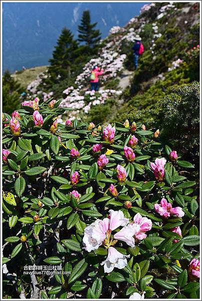 合歡群峰玉山杜鵑 (12).JPG